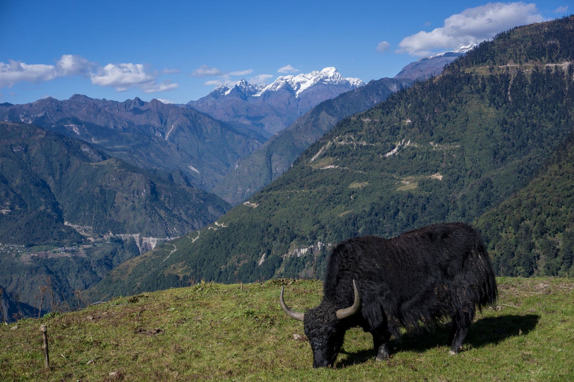 TREKKING IN SIKKIM & WEST BENGAL