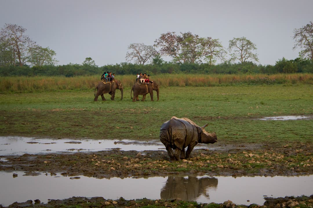 WILDLIFE TOUR OF ASSAM