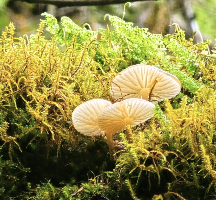 Travellers on a living root bridge in Northeast India