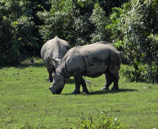 One-horned rhinoceros in Northeast India