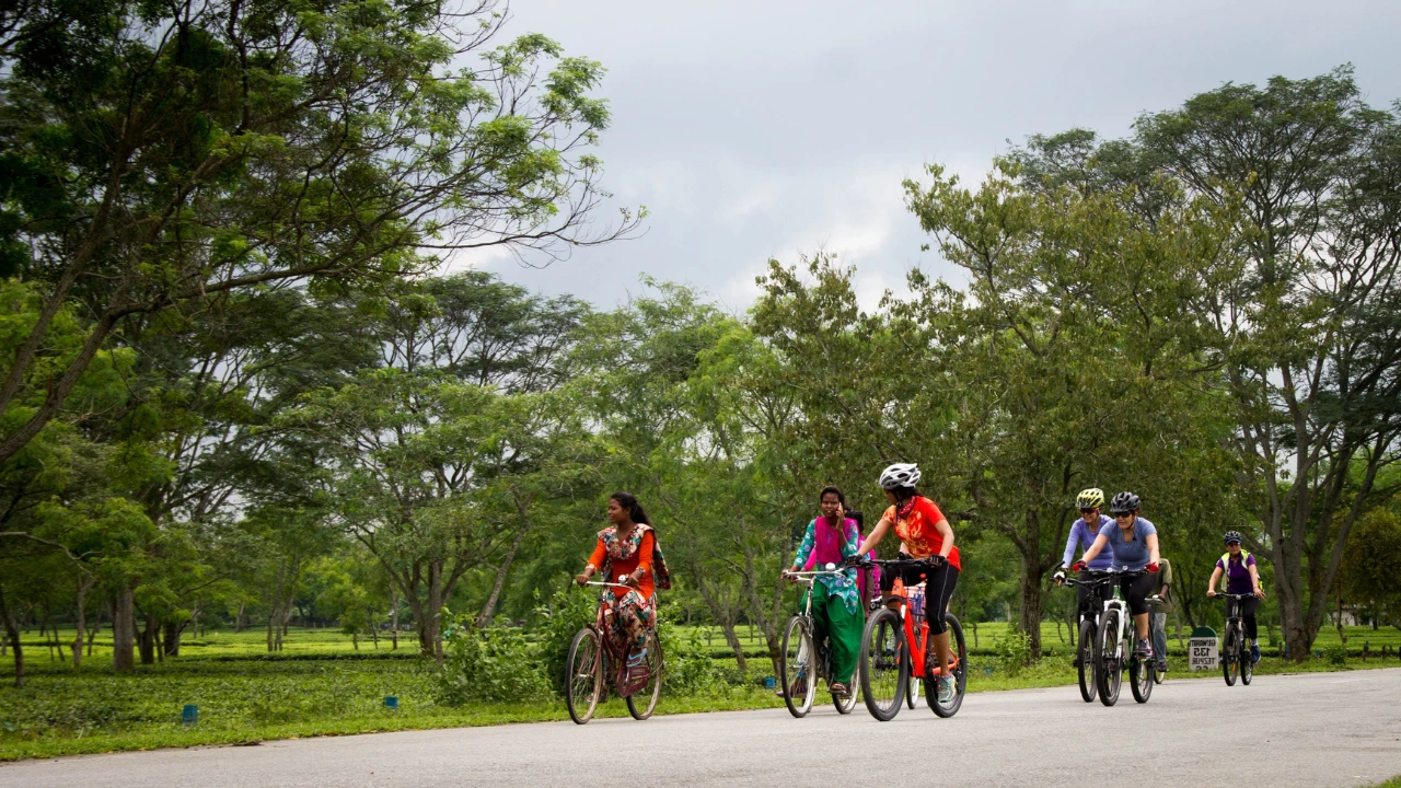 Cyclists riding through tea country on the Brahmaputra Explorer cycle tour