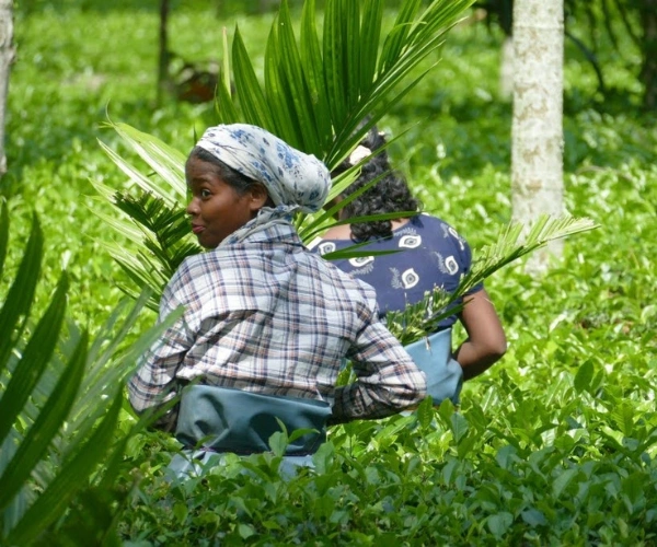 Tea workers in Assam tea gardens