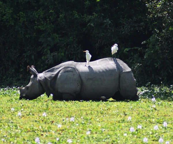 Rhino sighting on a nature, culture and adventure family holiday in Assam