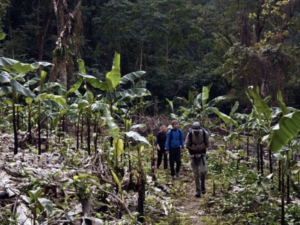 Walking group through banana groves in Arunachal Pradesh