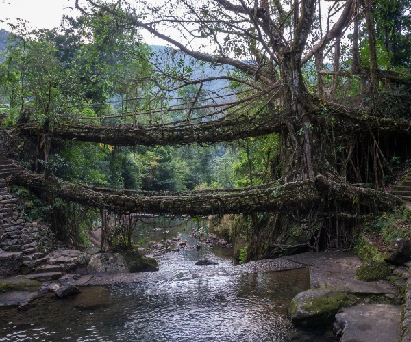 Living root bridge on a Meghalaya motorcycle adventure