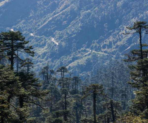 Forested high roads on a Western Arunachal bike tour