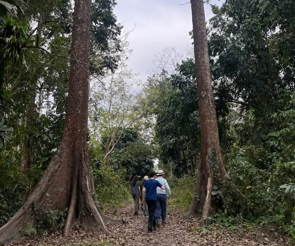 Walking through forest on a multi-activity Assam holiday