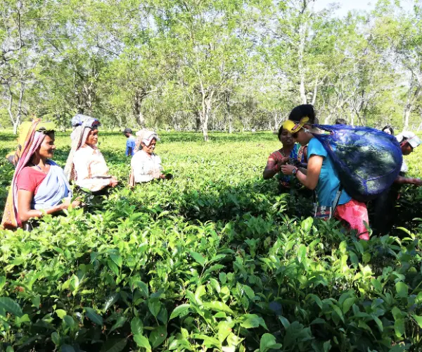 Travellers in Assam tea country