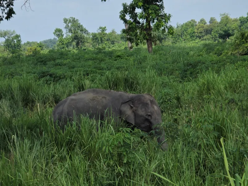 Elephant sighting on the Assam and Arunachal cycling route
