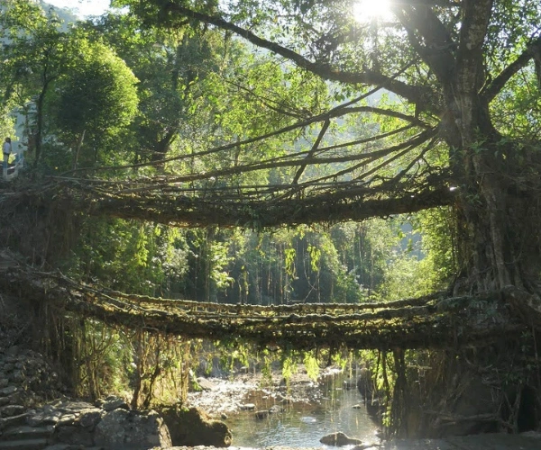 Living root bridges on a Meghalaya hiking holiday