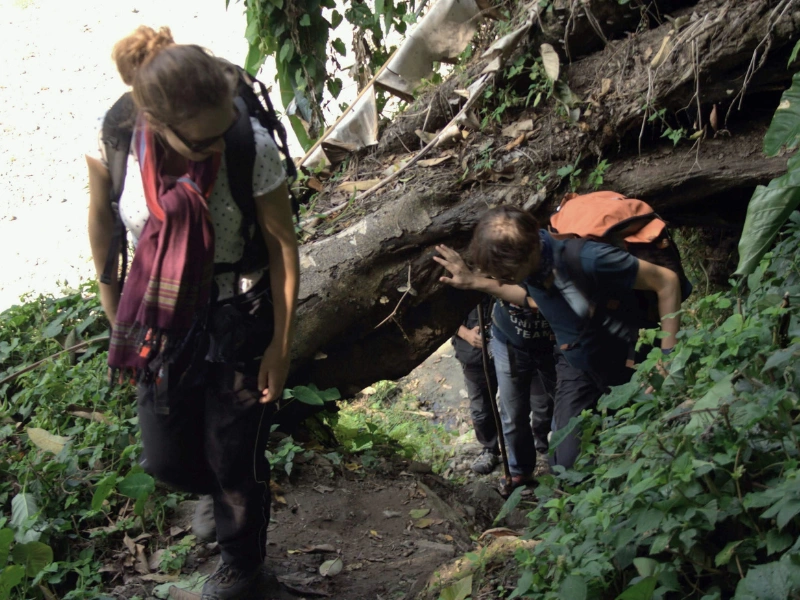 Walkers passing under a fallen tree in Eastern Arunachal Pradesh