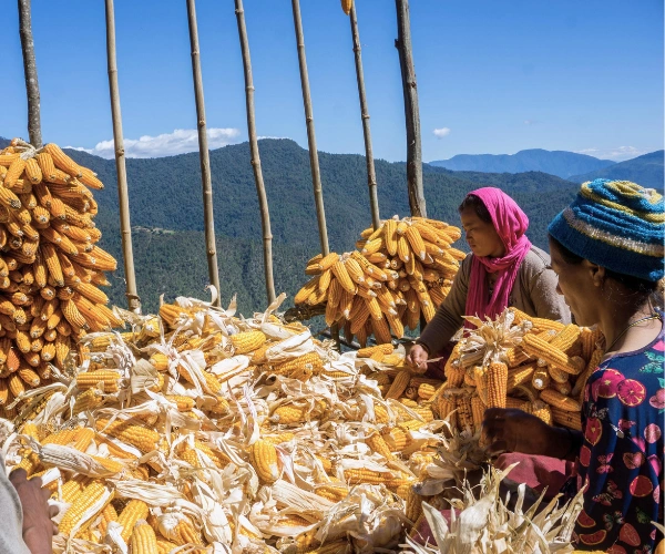 Corn harvest scene on a family holiday in western Arunachal Pradesh