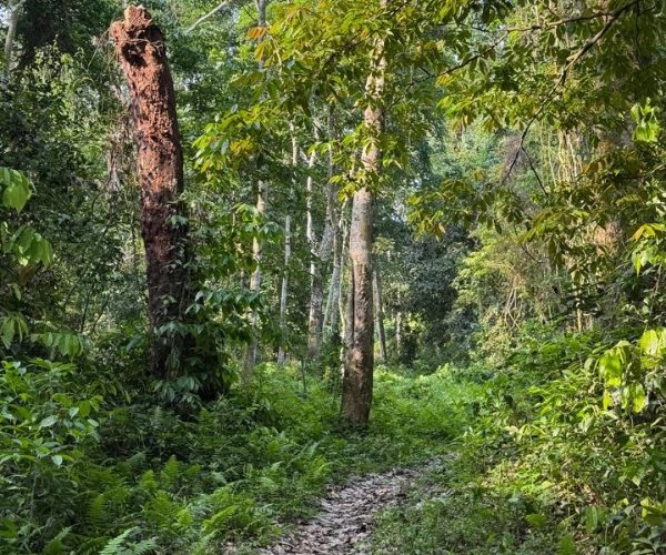 Forest trail on an Assam and Arunachal Pradesh family tour