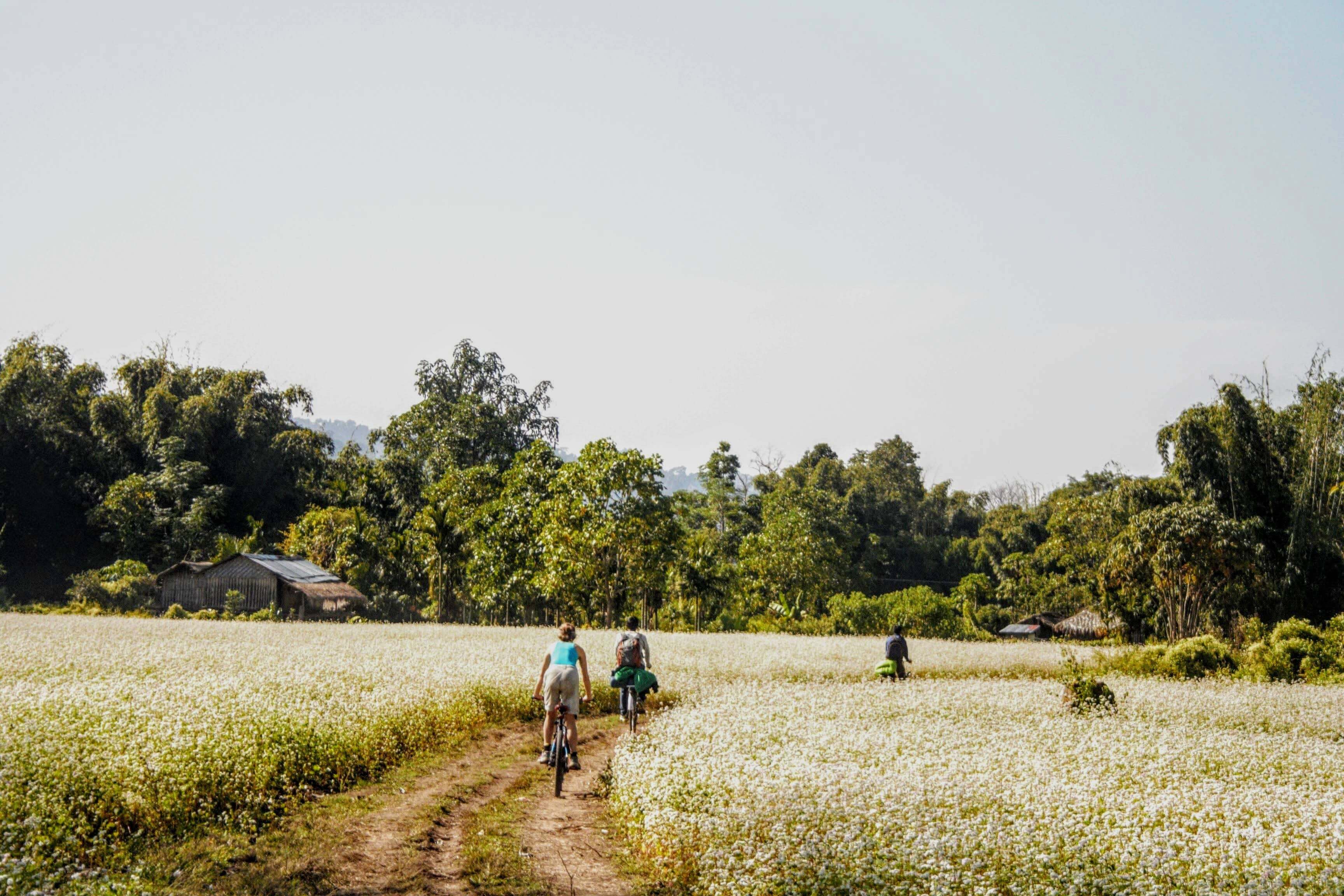 cyclists on a dirt track in the middle of a flowery meadow 